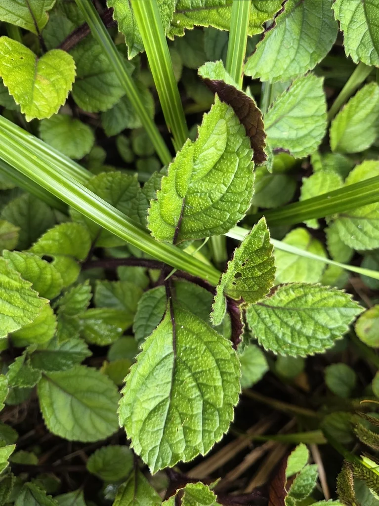Plectranthus ciliatus