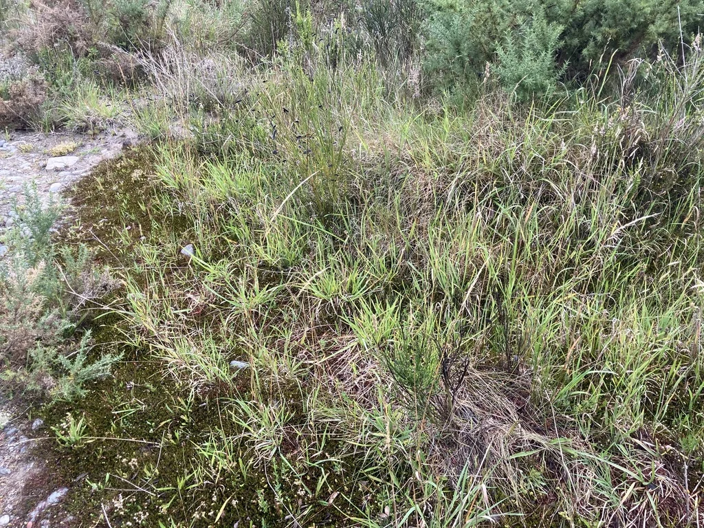 Muehlenbeckia axillaris