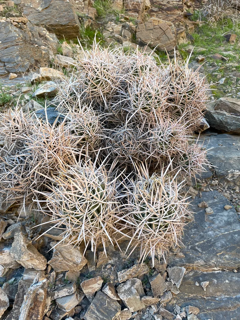 Echinocactus Polycephalus