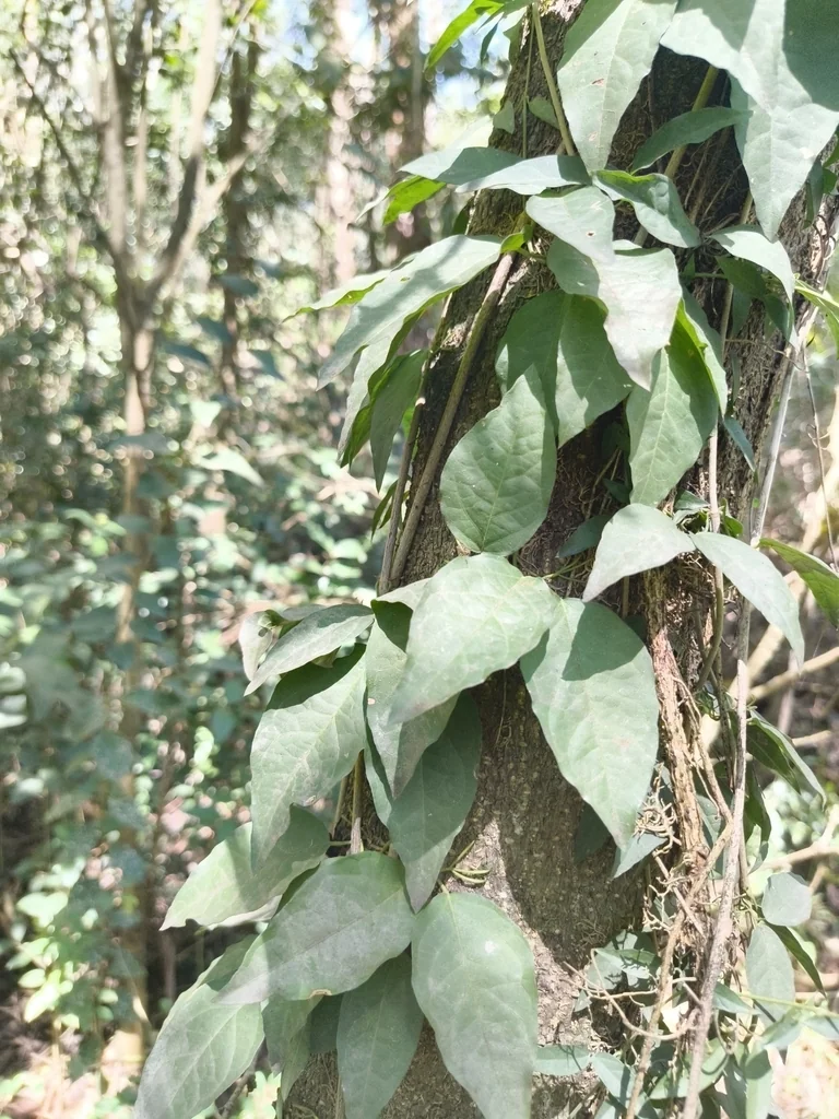 Macfadyena Unguis-Cati