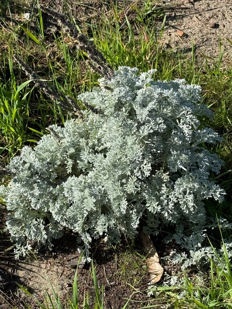 Artemisia Pycnocephala