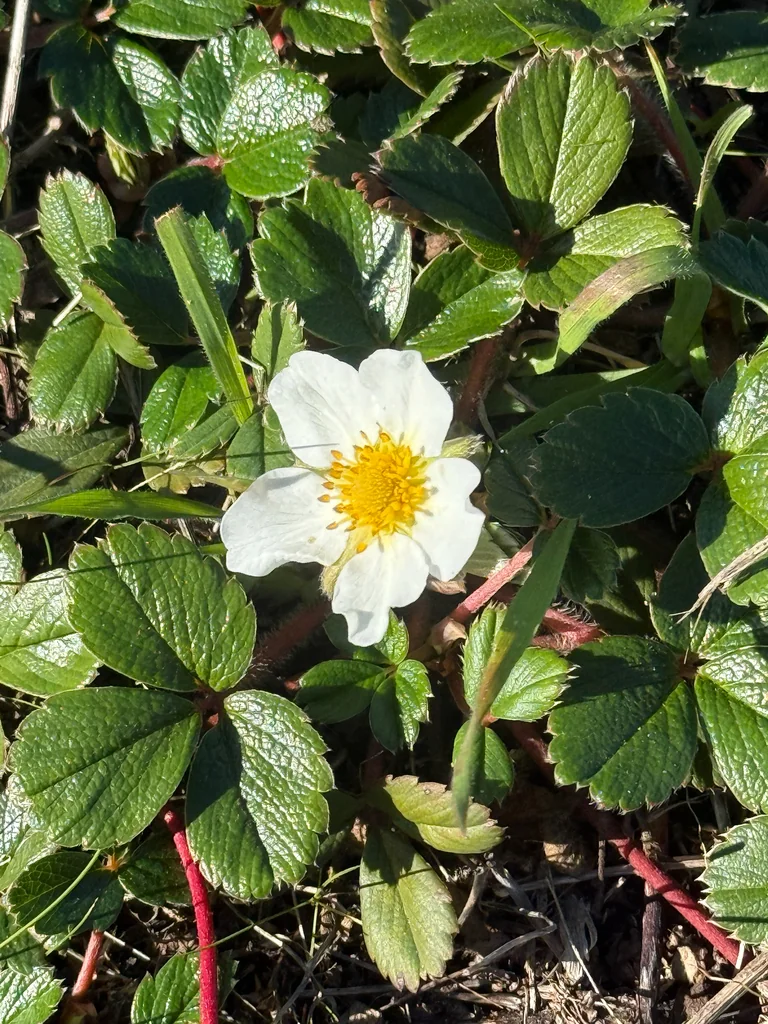 Fragaria chiloensis
