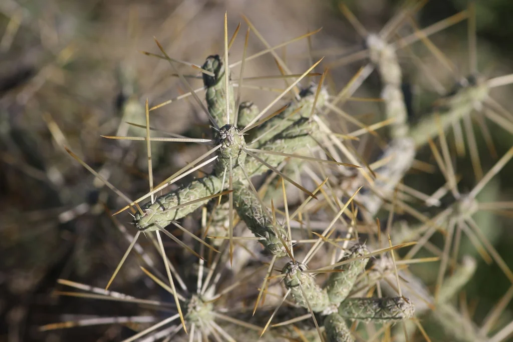 Cylindropuntia Ramosissima