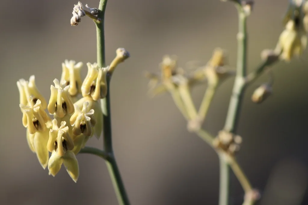Asclepias Subulata