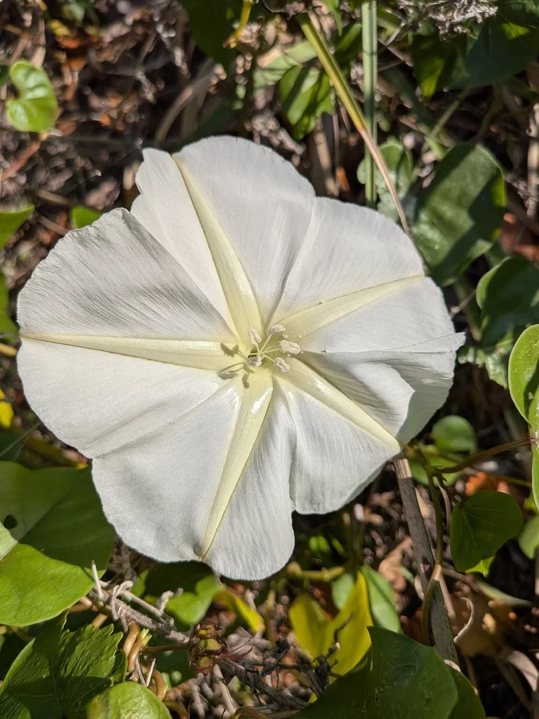 Ipomoea Alba