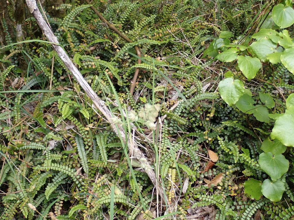 Pellaea Rotundifolia