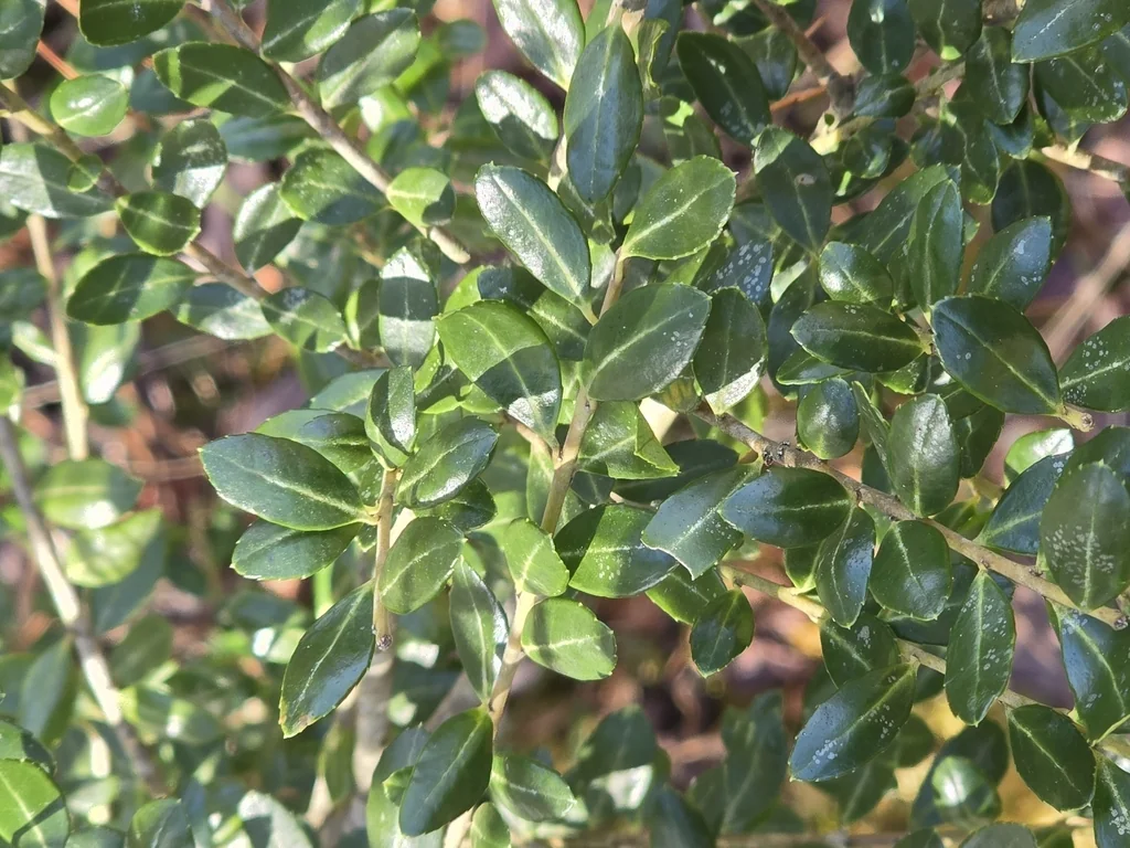 Ilex crenata