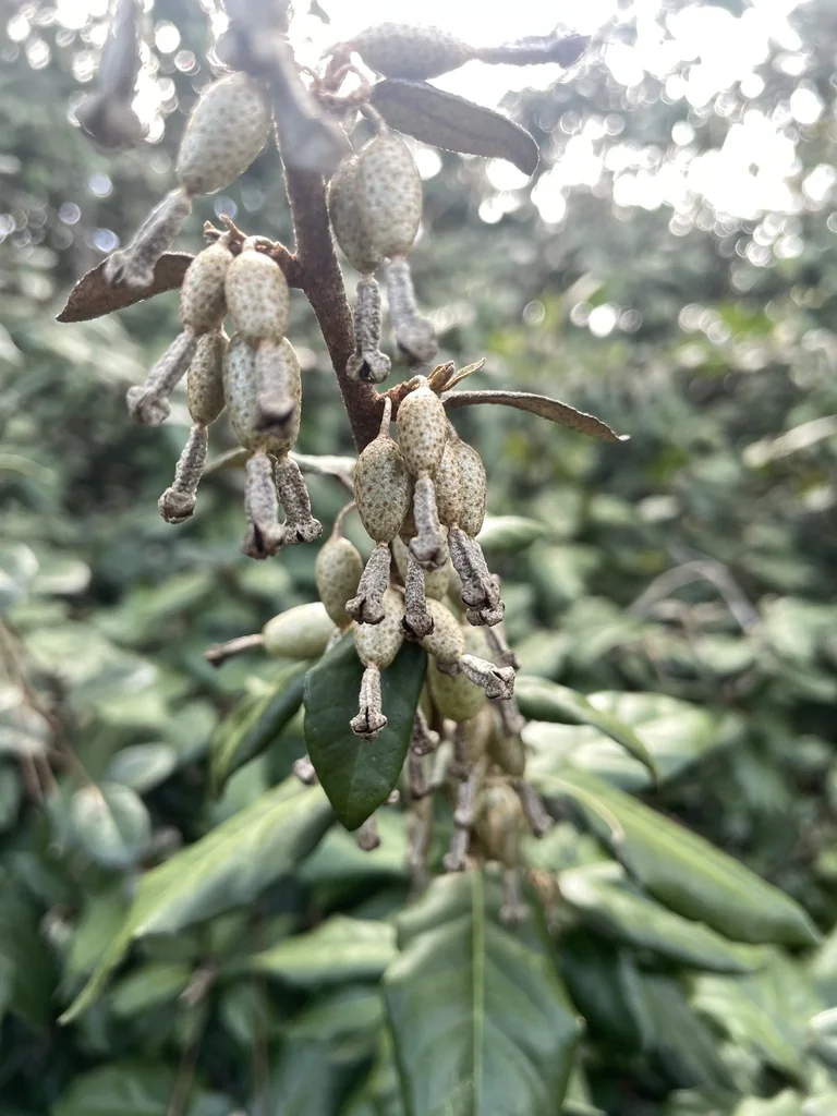 Elaeagnus Pungens