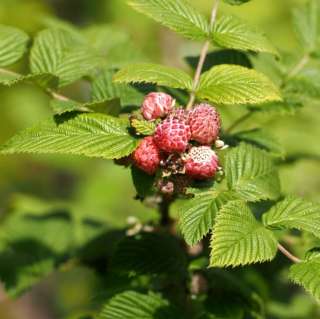 Rubus Niveus