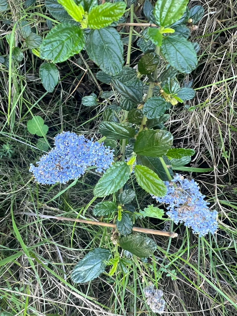 Ceanothus Thyrsiflorus