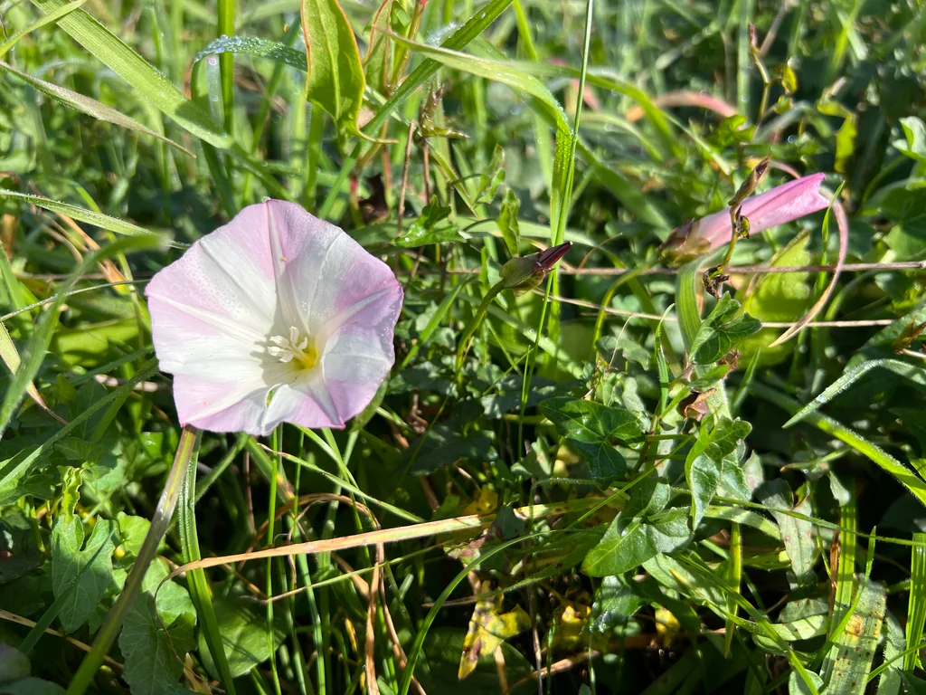Calystegia Macrostegia