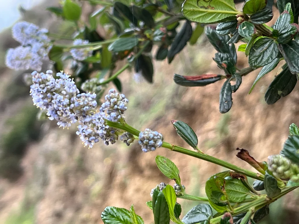 Ceanothus Thyrsiflorus
