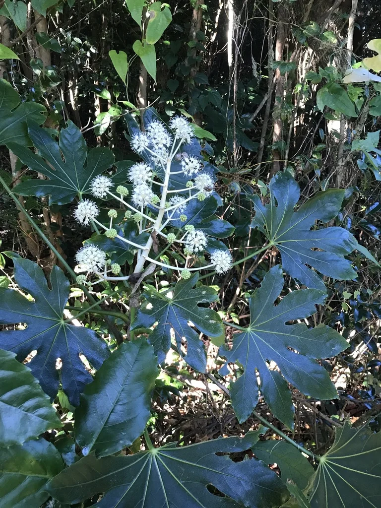 Fatsia Japonica