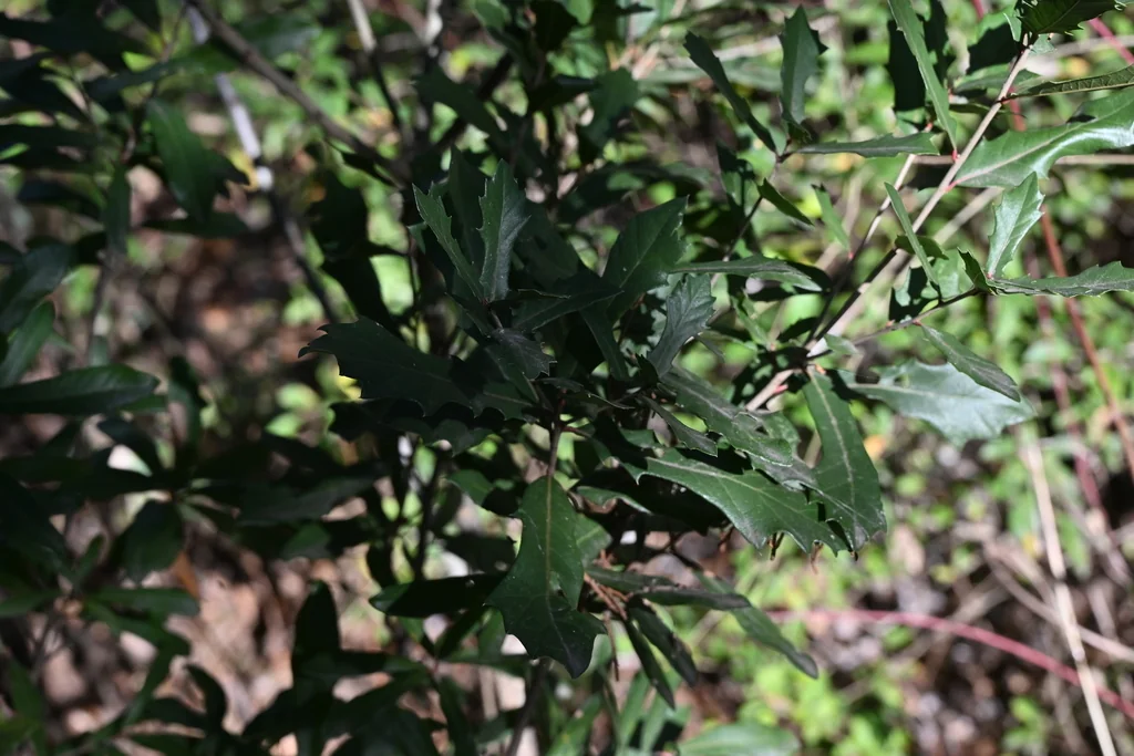 Quercus Fusiformis