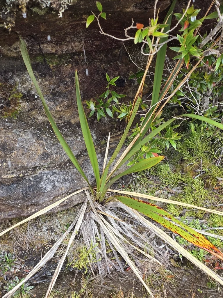 Phormium Cookianum