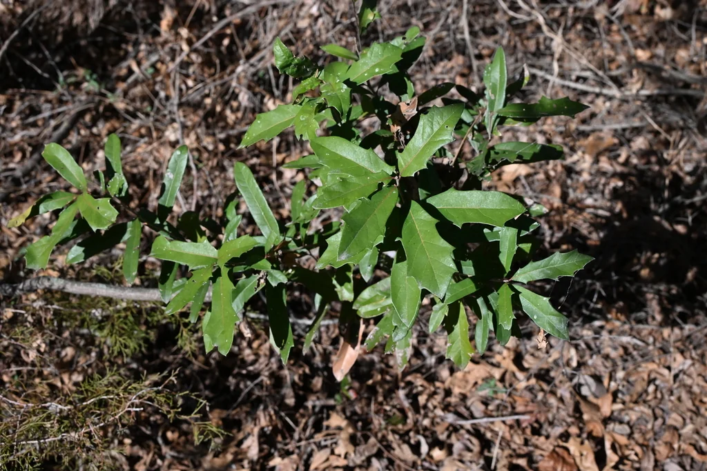 Quercus Fusiformis