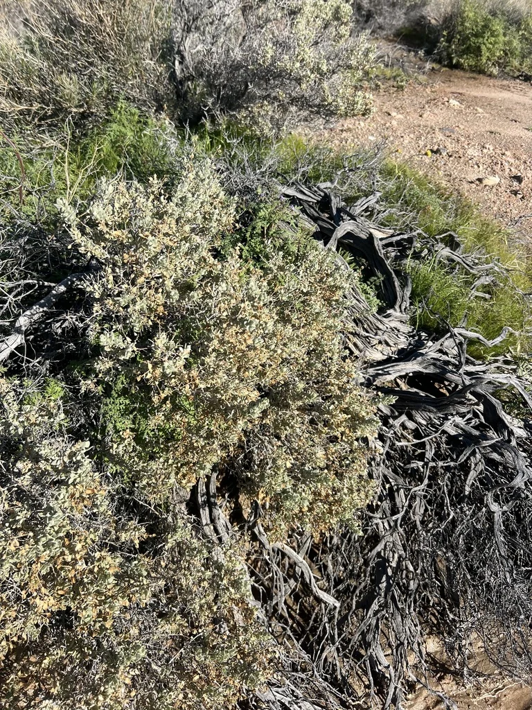 Atriplex Confertifolia