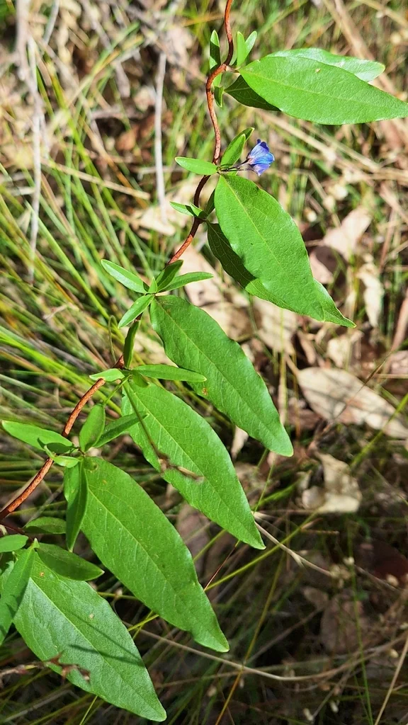Sollya Heterophylla
