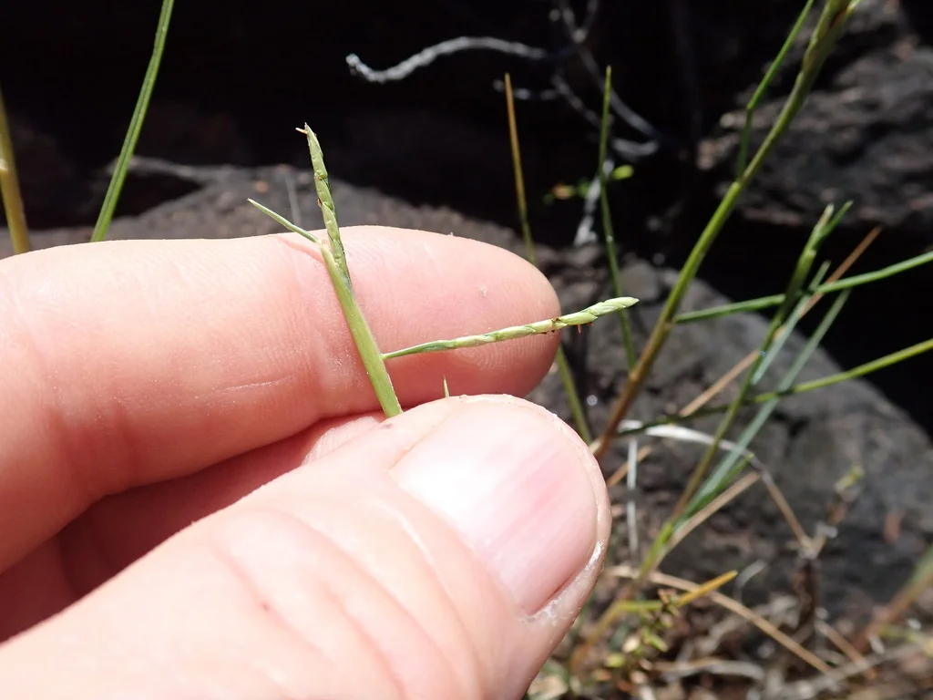 Paspalum vaginatum