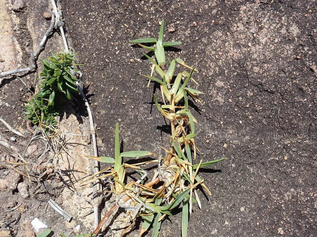 Stenotaphrum Secundatum