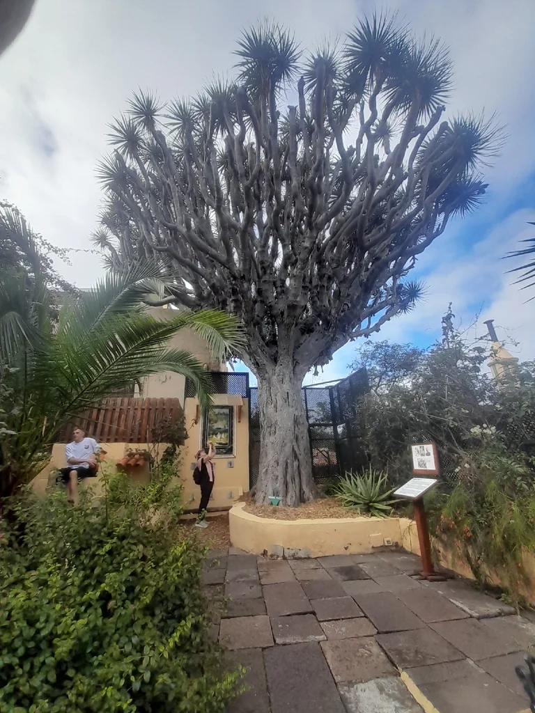 Dracaena Draco