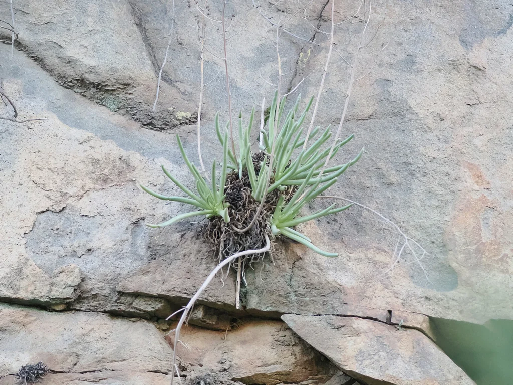 Dudleya Edulis