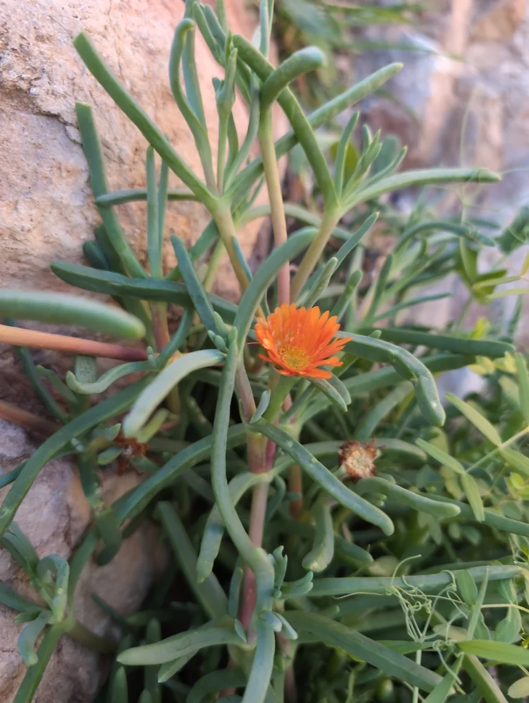 Malephora Crocea