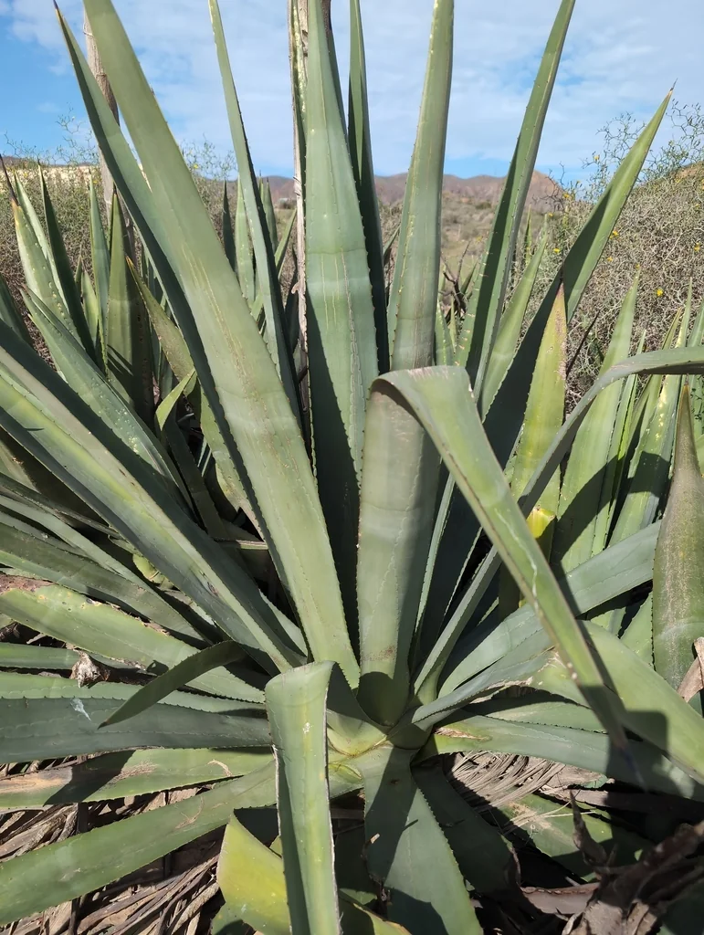 Agave fourcroydes