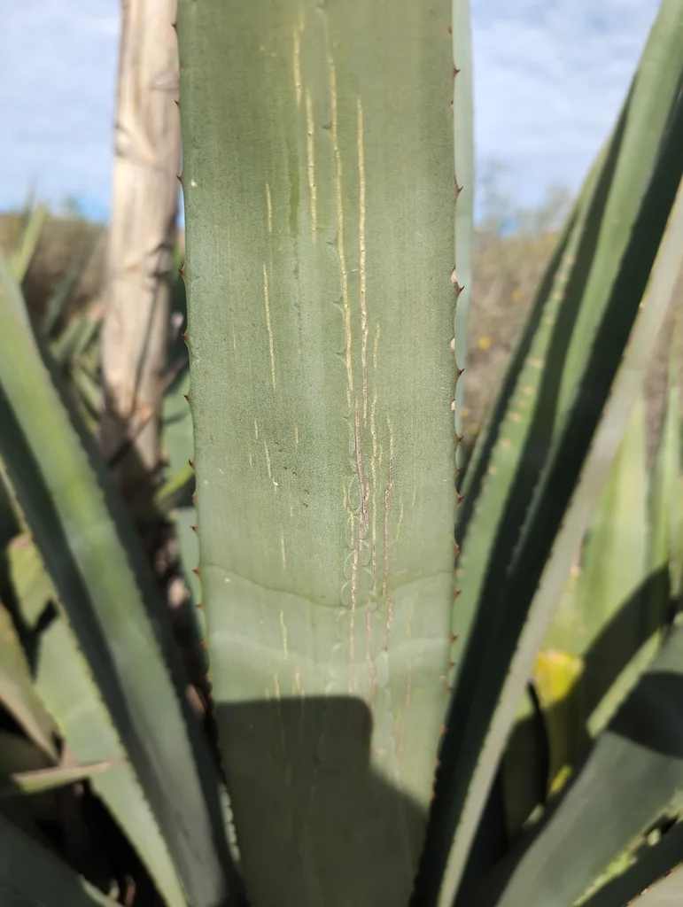 Agave fourcroydes