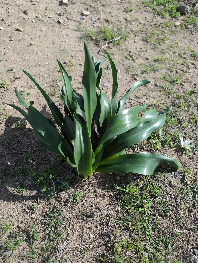 Drimia maritima