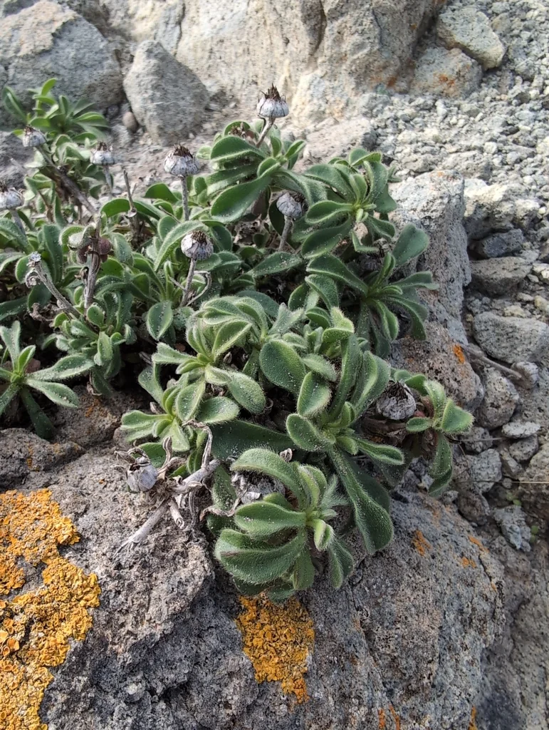 Asteriscus Maritimus
