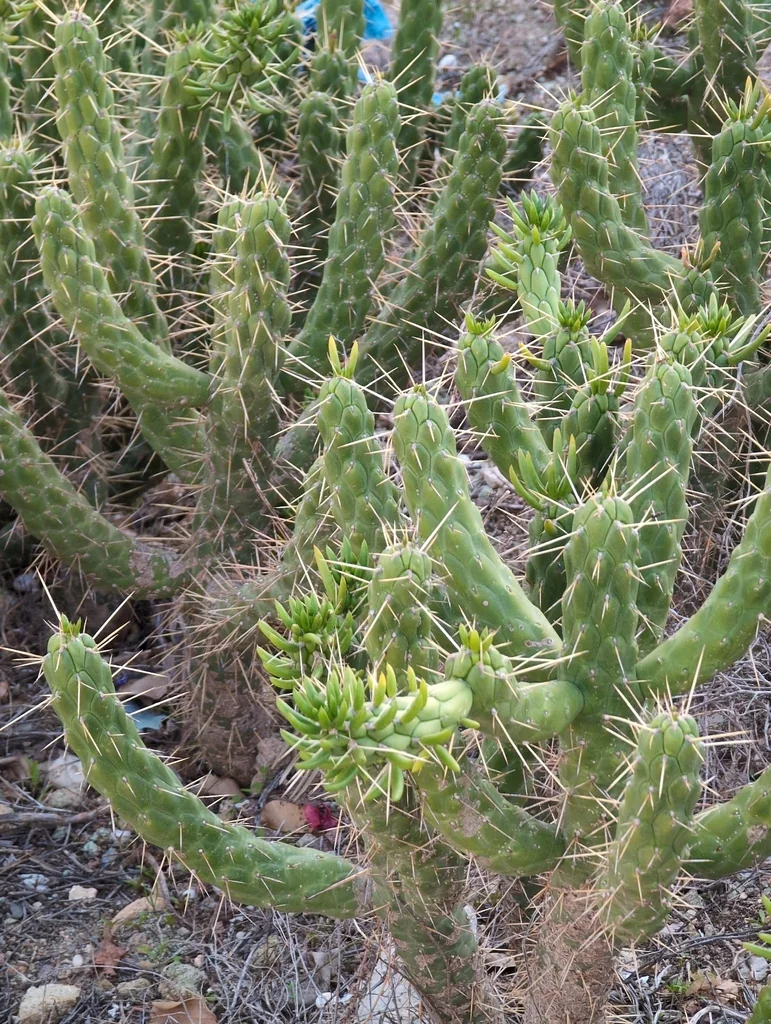 Opuntia Subulata
