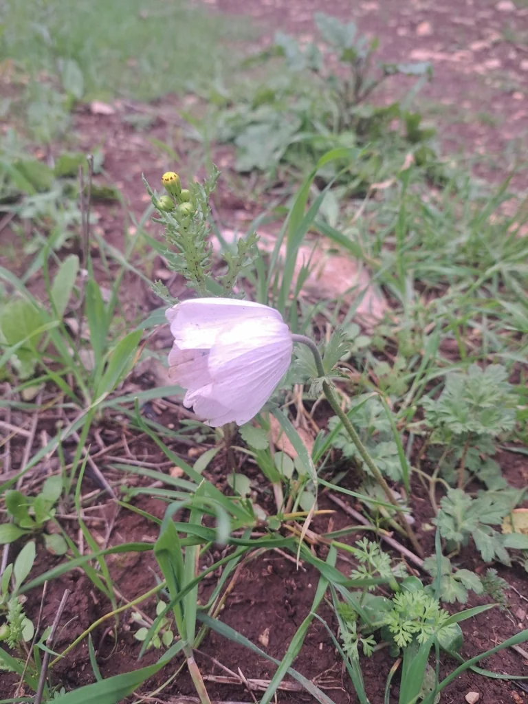Anemone Coronaria