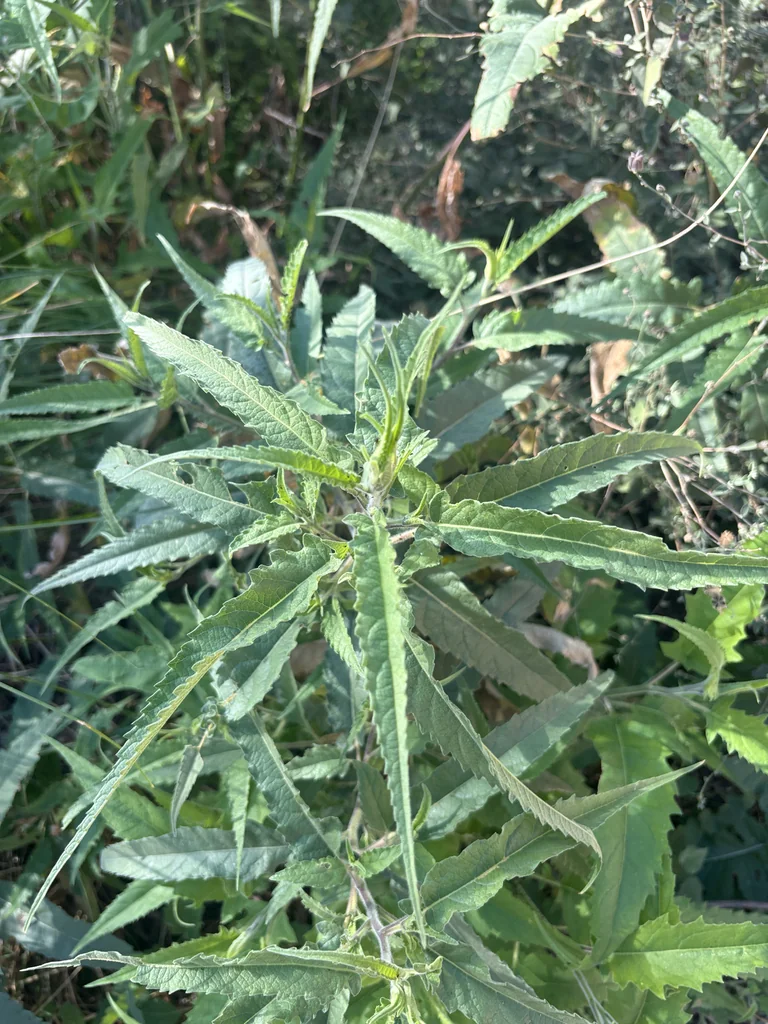Ambrosia Ambrosioides