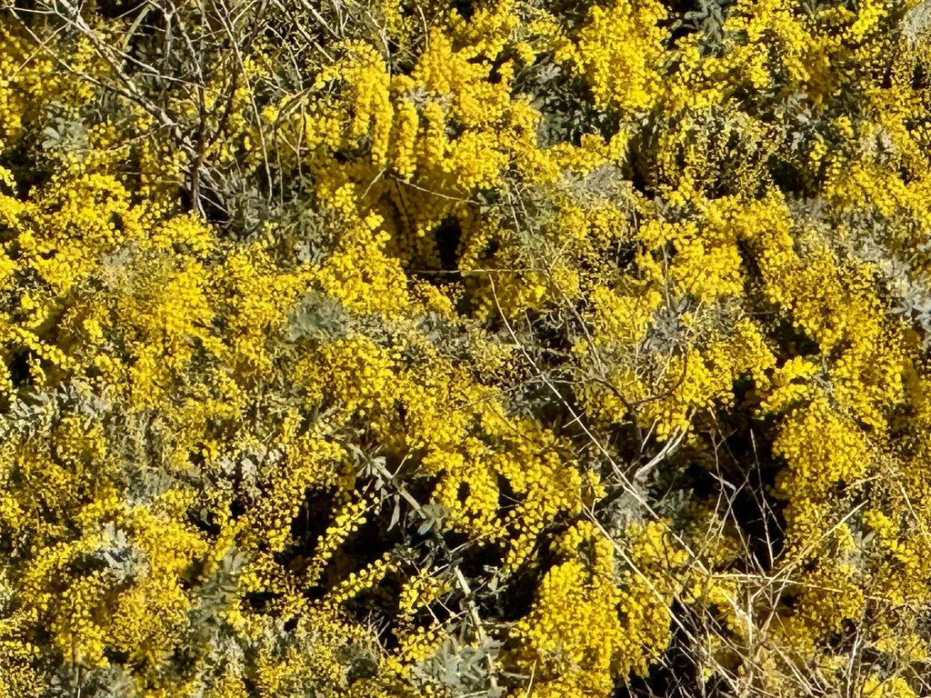 Acacia Baileyana