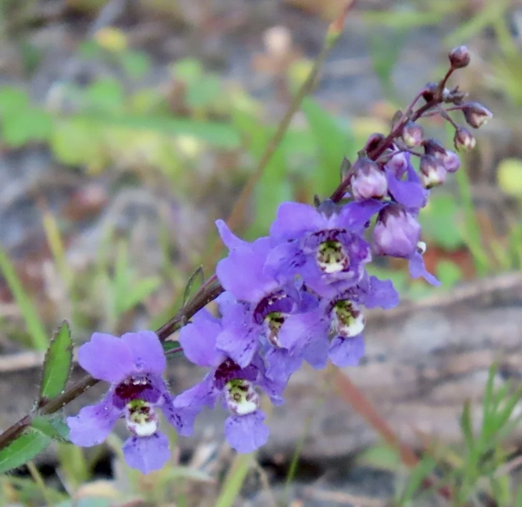 Angelonia angustifolia