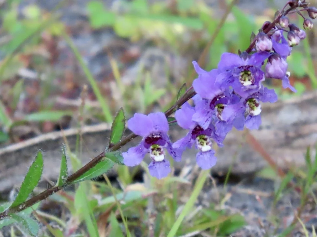 Angelonia angustifolia