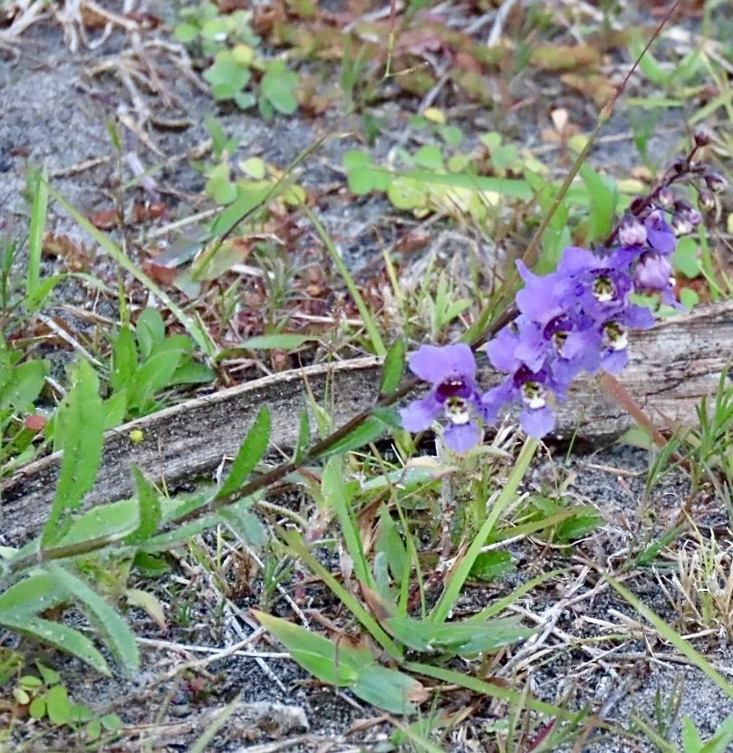 Angelonia angustifolia