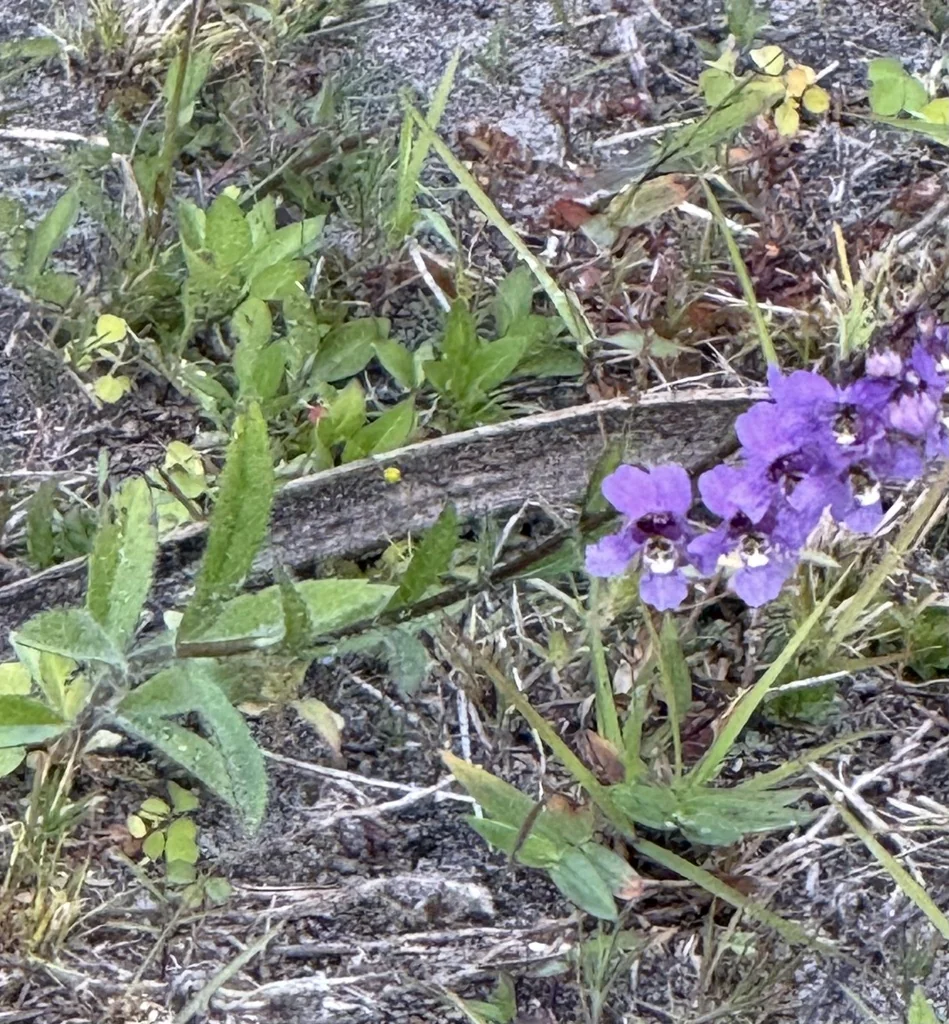 Angelonia angustifolia