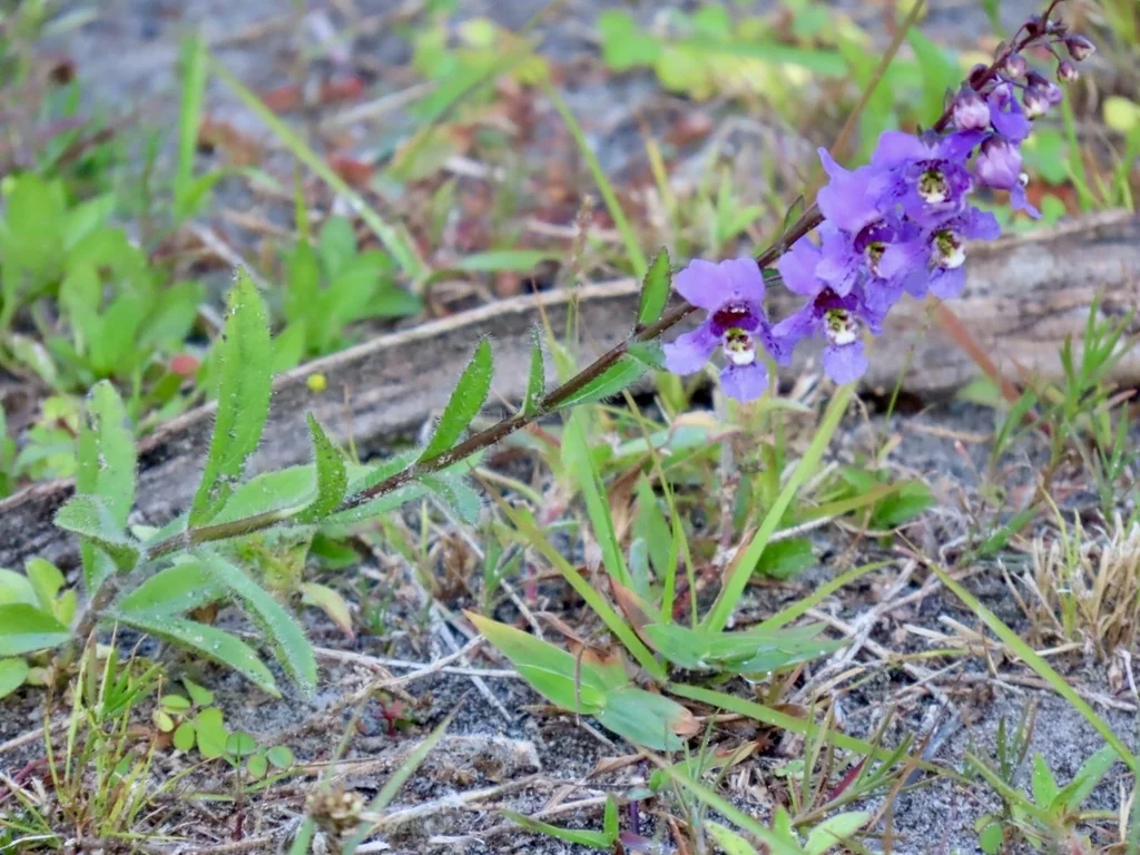 Angelonia angustifolia