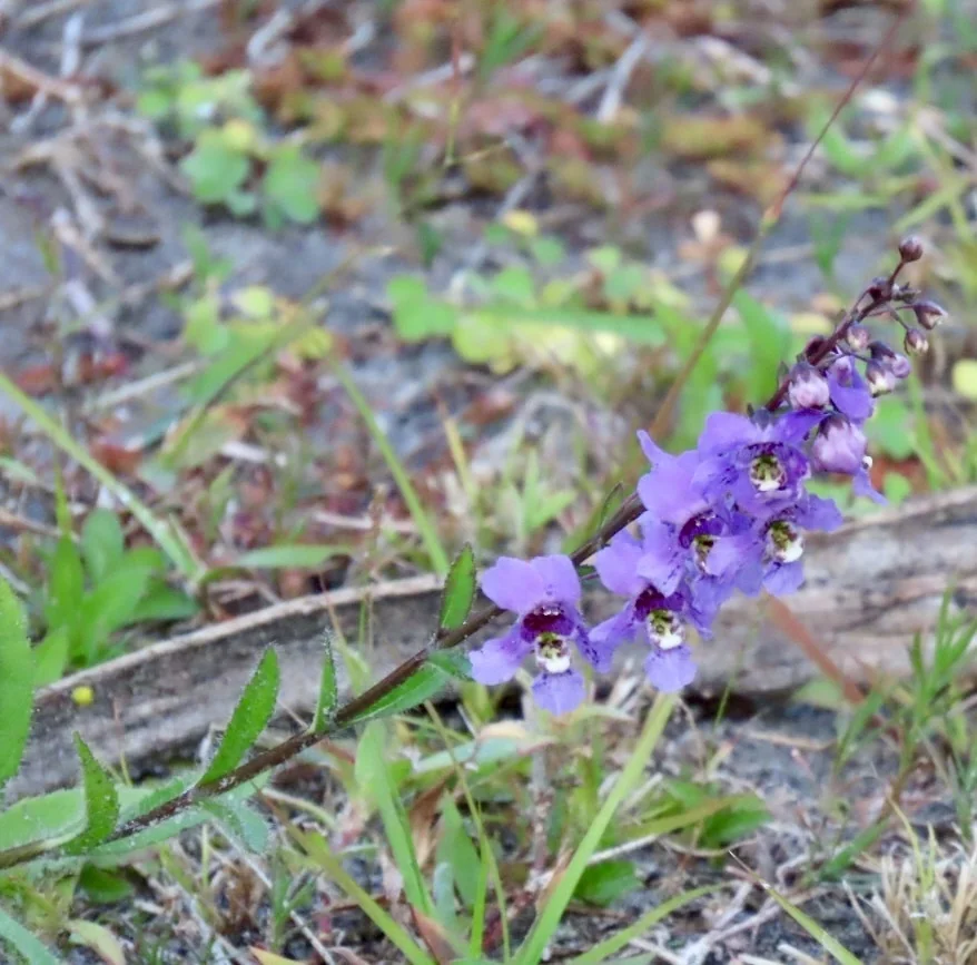Angelonia angustifolia