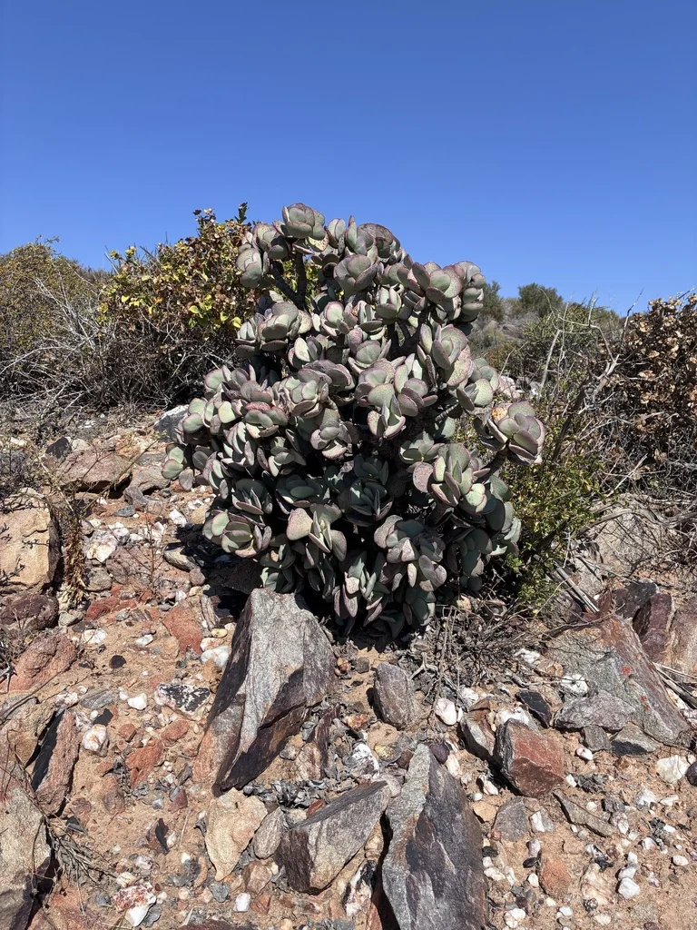 Crassula Arborescens
