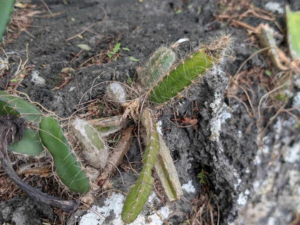 Hylocereus Undatus