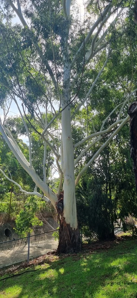Eucalyptus grandis