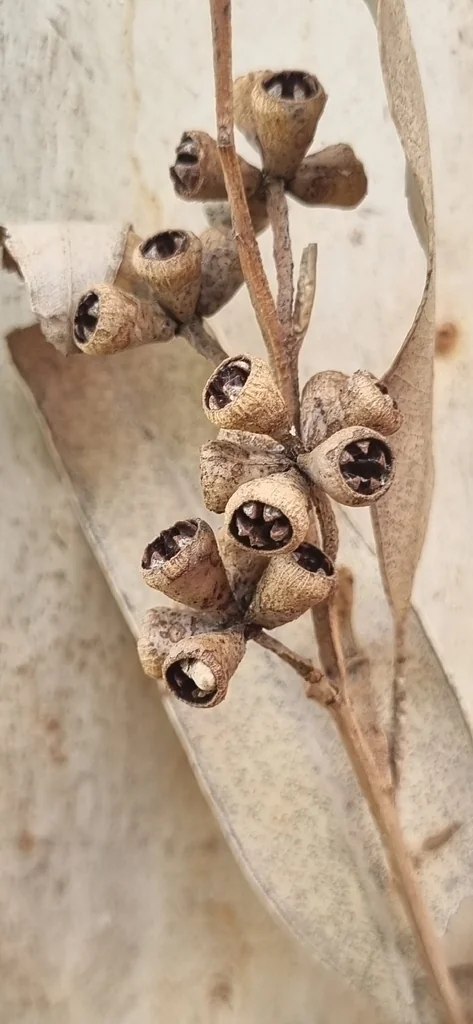 Eucalyptus grandis