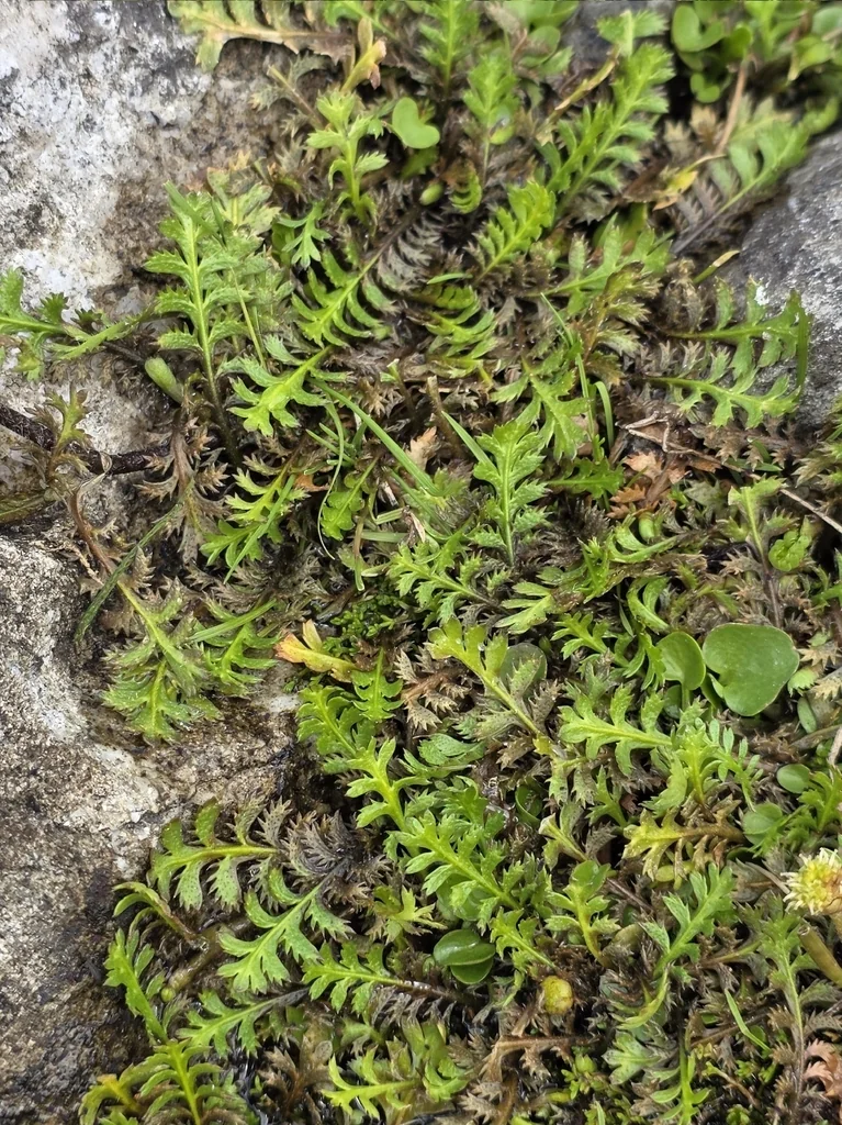 Leptinella Squalida