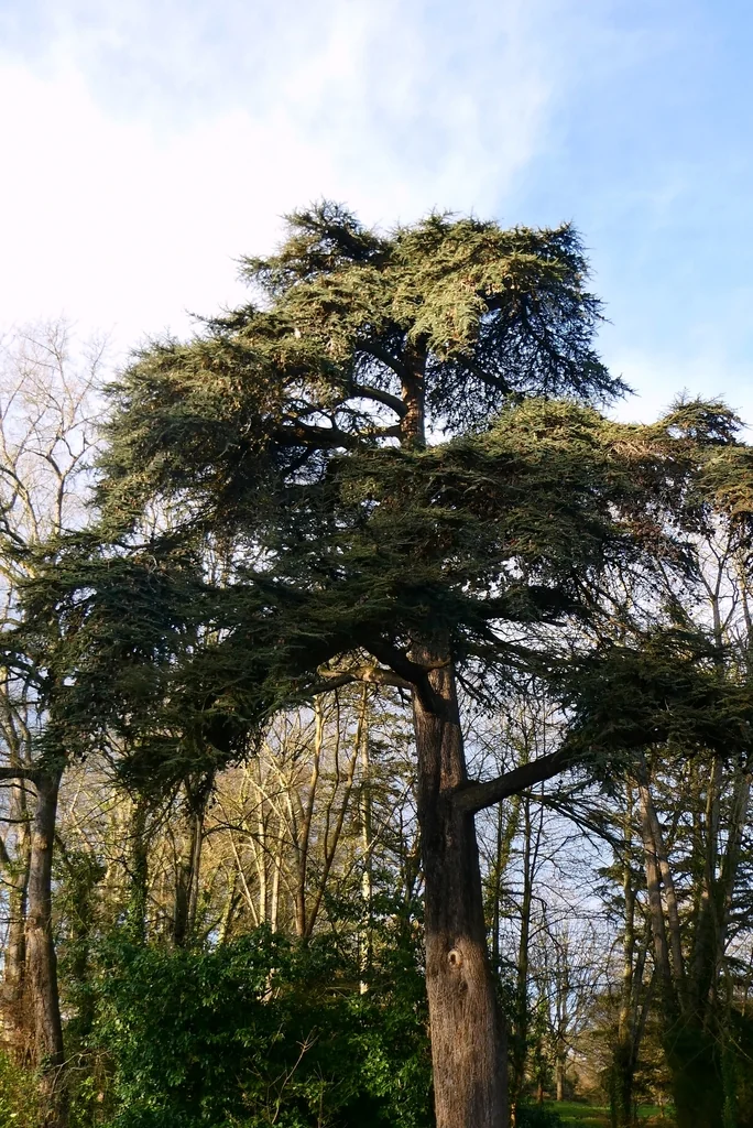 Cedrus Libani