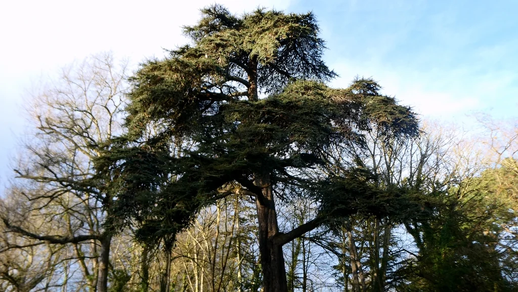Cedrus Libani