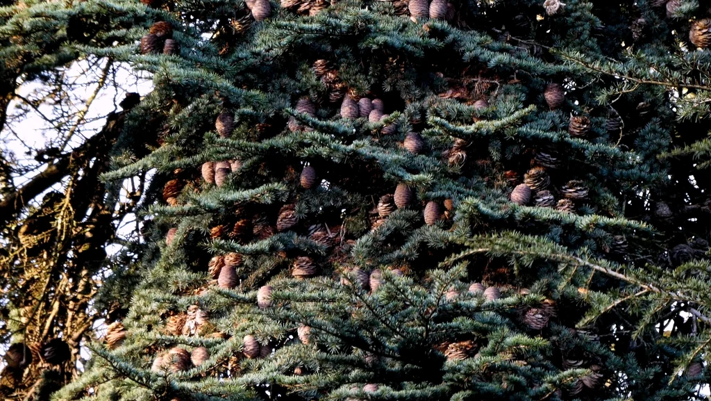 Cedrus Libani