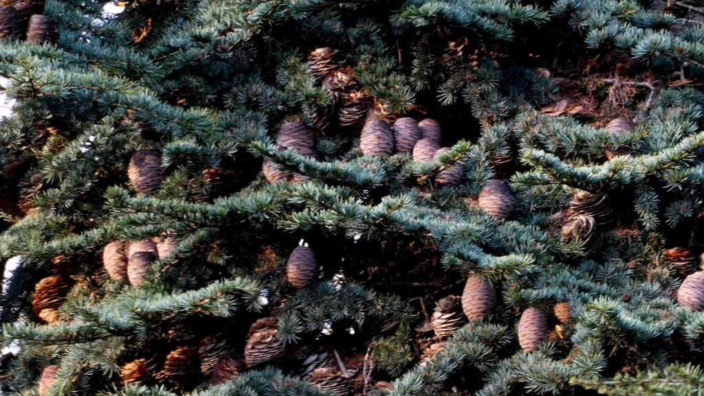 Cedrus Libani